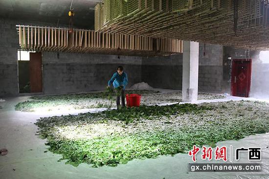 图为陈凤玲正在喂蚕。林远先 摄 图为陈凤玲正在喂蚕。林远先 摄