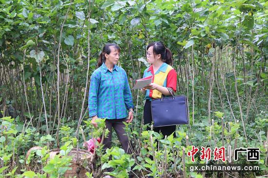 图为帮扶干部税务局丘丽炜在桑园宣传政策。林远先 摄 图为帮扶干部税务局丘丽炜在桑园宣传政策。林远先 摄