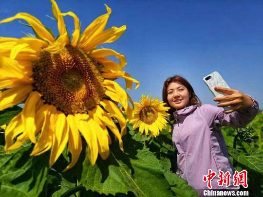 新疆巴里坤万亩葵花绽放 农旅“融”出美丽田野