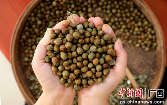 8月16日,广西柳州市融安县东起乡良村村芡实种植户在展示刚刚采收的芡实。谭凯兴 摄 8月16日,广西柳州市融安县东起乡良村村芡实种植户在展示刚刚采收的芡实。谭凯兴 摄