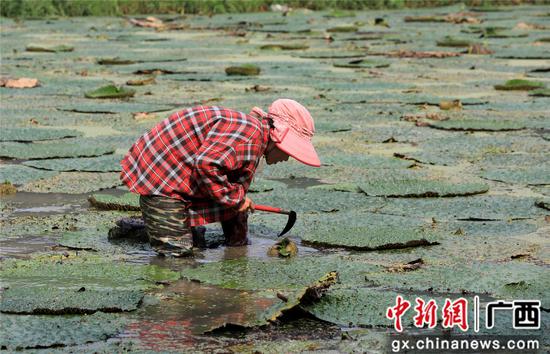 8月16日,广西柳州市融安县东起乡良村村芡实种植户在采收芡实。谭凯兴 摄 8月16日,广西柳州市融安县东起乡良村村芡实种植户在采收芡实。谭凯兴 摄