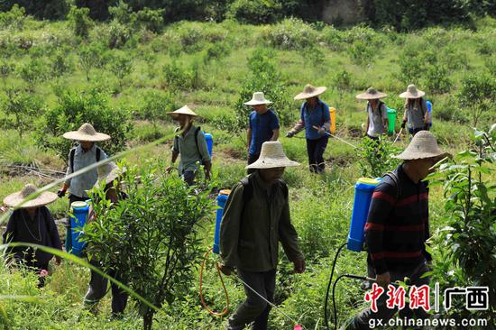 8月18日,在开户送白菜的网站大全柳州市融安县大良镇古兰村古兰屯,村民在金桔基地打药。谭凯兴 摄 8月18日,在开户送白菜的网站大全柳州市融安县大良镇古兰村古兰屯,村民在金桔基地打药。谭凯兴 摄