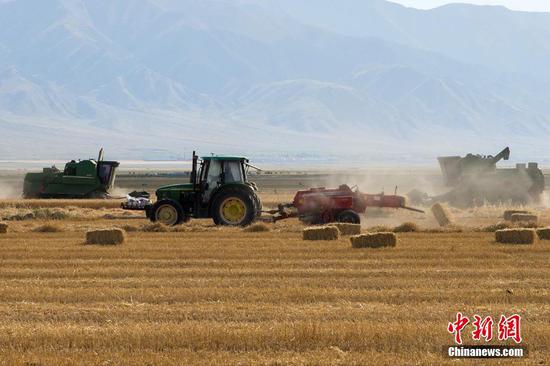 新疆巴里坤县逾20万亩晚季节小麦开镰收割