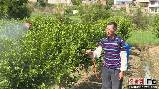 甘爱生在自家的柑橘地里喷洒农药。 甘爱生在自家的柑橘地里喷洒农药。