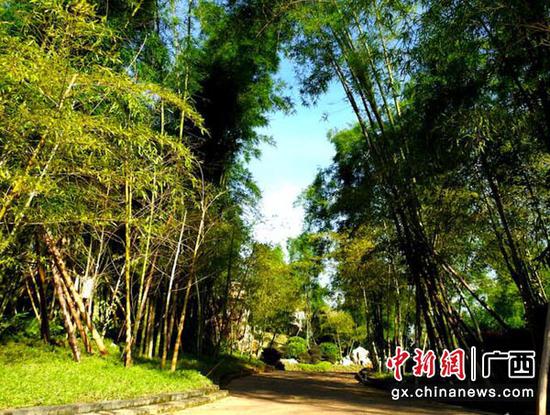 图为青秀山新东区景观——竹园小径。赖有光 摄 图为青秀山新东区景观——竹园小径。赖有光 摄