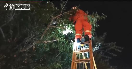 皮一下！熊孩子爬上5米高树待到半夜不肯下来