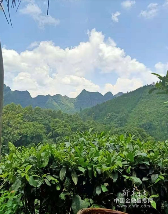 图为2019年7月29日,那金芝拍摄的风景秀美的广西凌云县家乡风景。 图为2019年7月29日,那金芝拍摄的风景秀美的广西凌云县家乡风景。