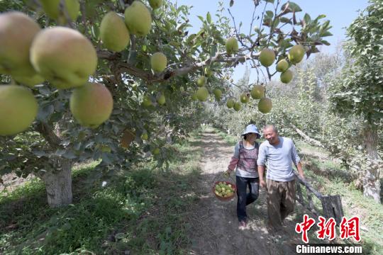 天山南麓新疆尉犁县逾两万亩香梨采摘