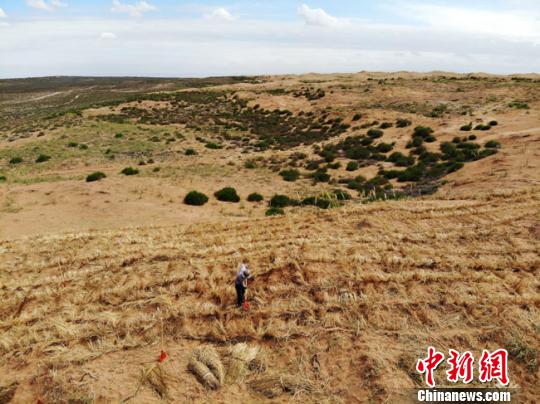 图为2019年6月中旬，八步沙林场外围的治沙工作仍在继续。(资料图) 杨艳敏 摄