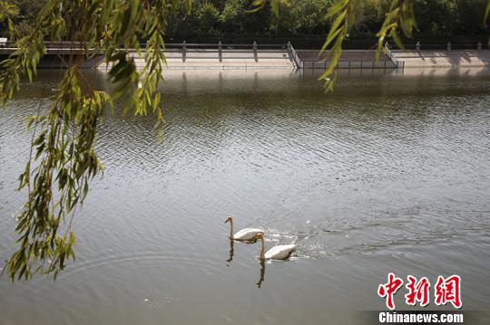新疆库尔勒市孔嗡雀河迎来首批越冬天鹅(图)