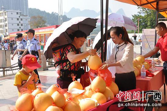 图为群众购买环江红心香柚。张林霞 摄 图为群众购买环江红心香柚。张林霞 摄