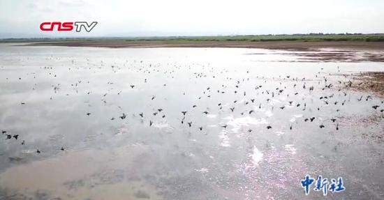 玛纳斯湿地迎大批迁徙候鸟 数量较往年增长近一倍