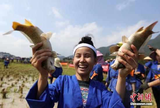 广西百余名侗族妇女赛抓鱼打谷庆祝丰收