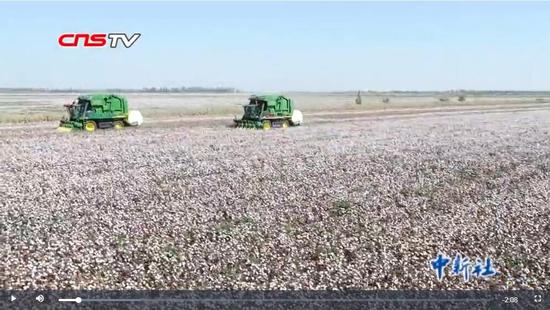 新疆棉花大面积采摘期 部分地区已罕见采棉工