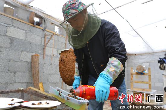 养蜂合作社社员正在给胡峰喂蜂蜜。