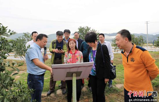 在融安县金桔苗木培育基地，调研组了解金桔产业发展介绍。谭凯兴 摄