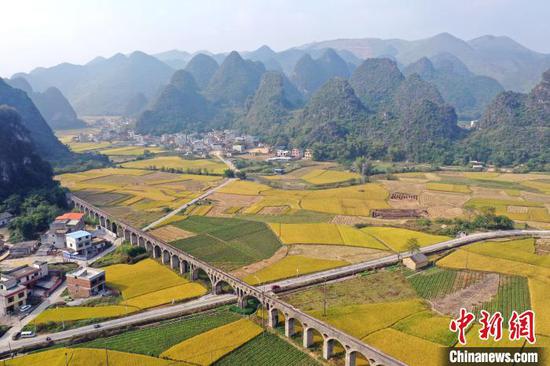 柳江区成团镇数万亩晚稻成熟，宛若金色地毯铺在山间。　张子潇 摄