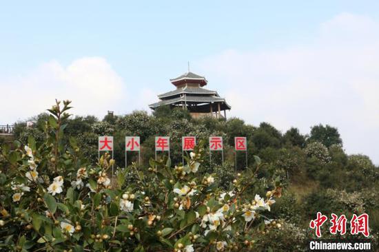 图为三江思欧村雨塘高产油茶林示范基地。 林馨 摄 图为三江思欧村雨塘高产油茶林示范基地。 林馨 摄