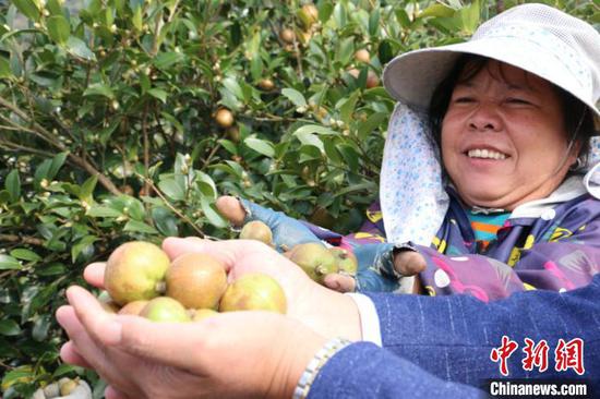 图为丰收的油茶果。 林馨 摄 图为丰收的油茶果。 林馨 摄