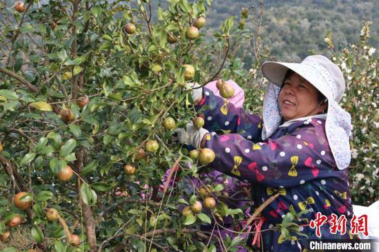 图为村民在采摘油茶果。 林馨 摄 图为村民在采摘油茶果。 林馨 摄