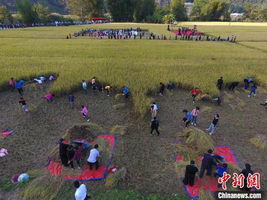 游客和學生前來體驗收割。供圖 游客和學生前來體驗收割。供圖