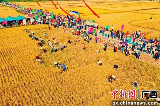 图为活动现场。广西喷施宝有限责任公司供图 图为活动现场。广西喷施宝有限责任公司供图