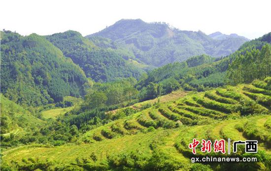 鳳凰鄉那朝村中草藥示范基地一角 鳳凰鄉那朝村中草藥示范基地一角