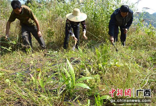 貧困戶在白芨種植基地里除草 貧困戶在白芨種植基地里除草