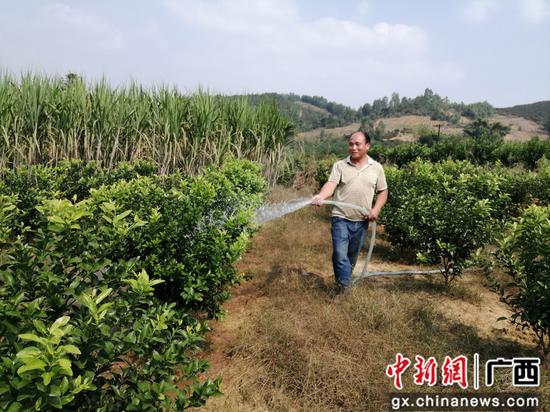 村民在利用高效节水灌溉项目的水在浇灌柑橘。