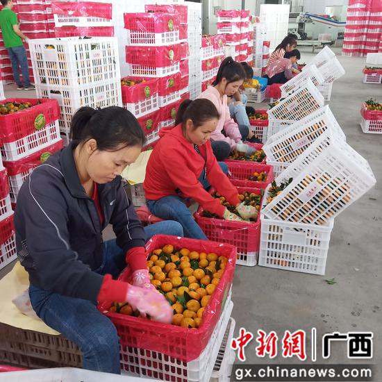 選果場的工人在裝果。 選果場的工人在裝果。