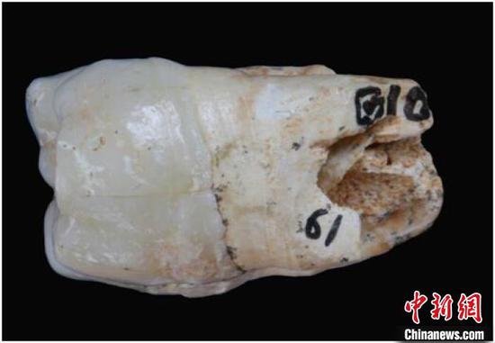 图为广西田东吹风洞发现的巨猿牙齿化石。　钟欣　摄