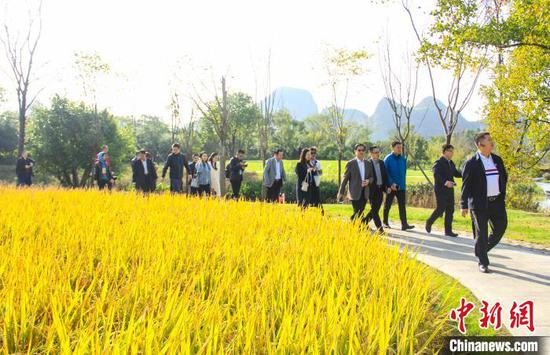 11月20日,参加大会的嘉宾代表考察桂林桃花湾旅游度假区。 杨宗盛 摄 11月20日,参加大会的嘉宾代表考察桂林桃花湾旅游度假区。 杨宗盛 摄