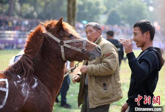 一位马主在开赛前，轻轻拍打鼓励自己的马儿。　韦鼎标 摄