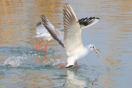 博斯腾湖：鱼鸥飞翔显冬日湿地生机