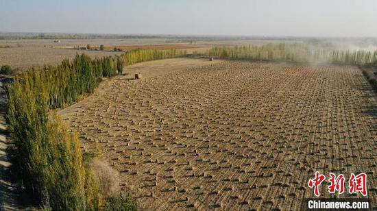 俯瞰新疆南部县域储备越冬饲草料场景