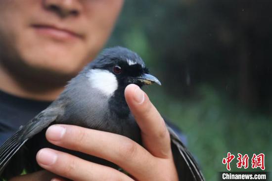图为被查获的鸟类 李仁毅 摄 图为被查获的鸟类 李仁毅 摄