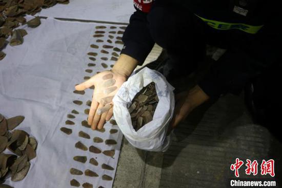 图为民警查获的无合法手续穿山甲鳞甲 周锴 摄 图为民警查获的无合法手续穿山甲鳞甲 周锴 摄