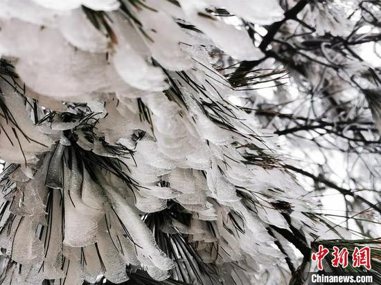 气温骤降,摩天岭树上挂着厚厚的冰凌。 李义成 摄 气温骤降,摩天岭树上挂着厚厚的冰凌。 李义成 摄