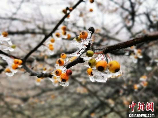 摩天岭树上结冰的野果,晶莹剔透。 李义成 摄 摩天岭树上结冰的野果,晶莹剔透。 李义成 摄
