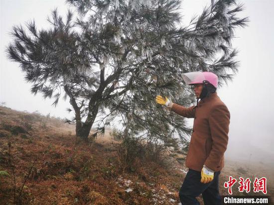 11月28日,摩天岭气温降至1℃,处处“草木皆冰”。 李义成 摄 11月28日,摩天岭气温降至1℃,处处“草木皆冰”。 李义成 摄