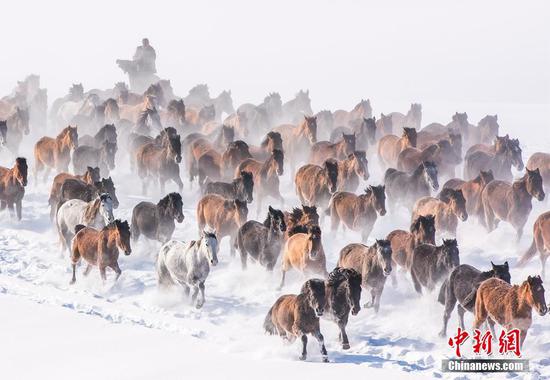 新疆昭苏群马齐鸣踏雪来