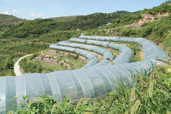 邀请浙江一供应链管理有限公司到山地蔬菜各种植点实地考察