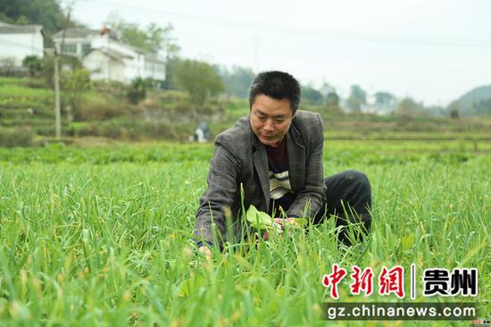 薛占奎在蔬菜基地里勞作 薛占奎在蔬菜基地里勞作