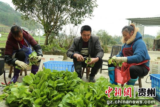 薛占奎同當地村民在摘撿蔬菜 薛占奎同當地村民在摘撿蔬菜