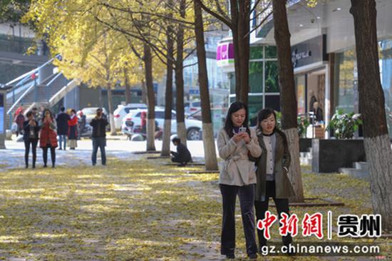12月12日,贵州贵阳南明区遵义路街头金黄的银杏景色,引市民驻足观赏、拍照留念。