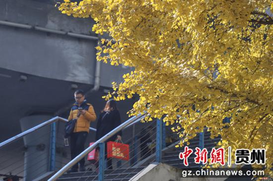 12月12日,贵州贵阳南明区遵义路街头金黄的银杏景色,引市民驻足观赏、拍照留念。