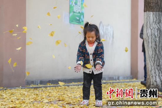 12月12日,一名小女孩在抛洒银杏树叶。当日,贵州贵阳南明区遵义路街头金黄的银杏景色,引市民驻足观赏、拍照留念。