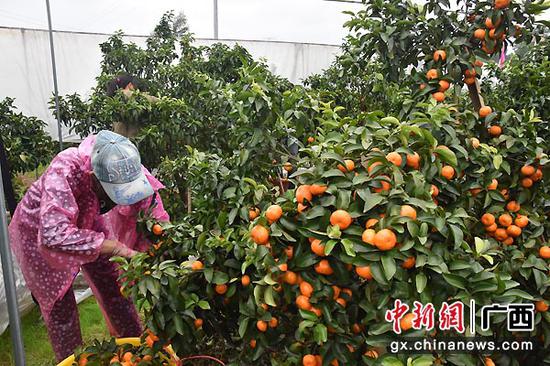 资料图:永福县果农在采摘沙糖桔。 资料图:永福县果农在采摘沙糖桔。