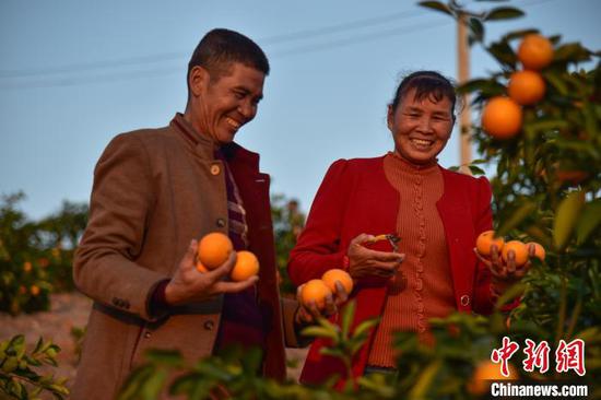 陆华南和覃连香正在果园内采摘蜜橙。　王以照 摄