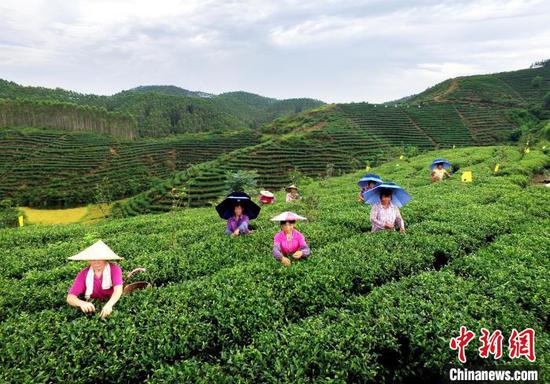 资料图:广西贵港市港南区北一富硒茶叶生产基地。 港南宣 摄 资料图:广西贵港市港南区北一富硒茶叶生产基地。 港南宣 摄